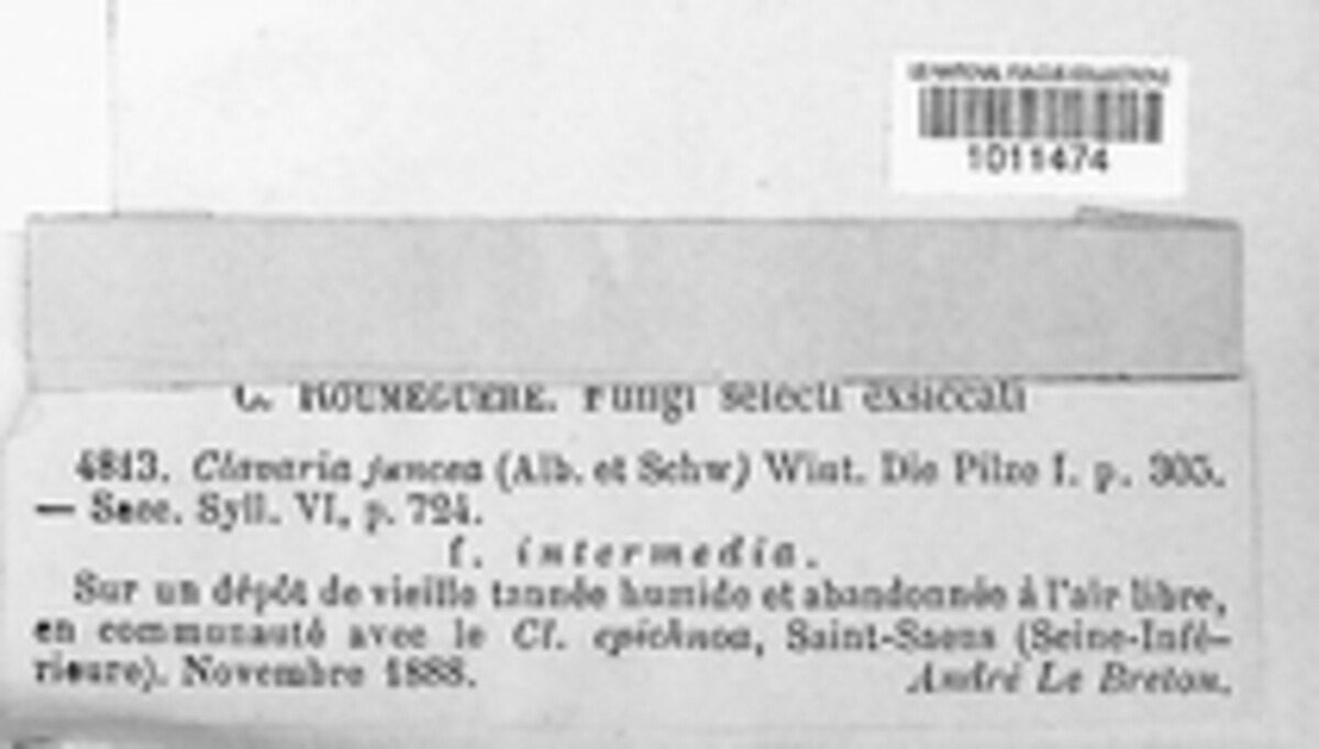Typhula juncea image